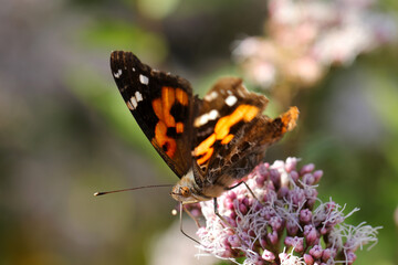 Obraz premium フジバカマの花から旧蜜するアカタテハ蝶（自然光・マクロレンズ接写）