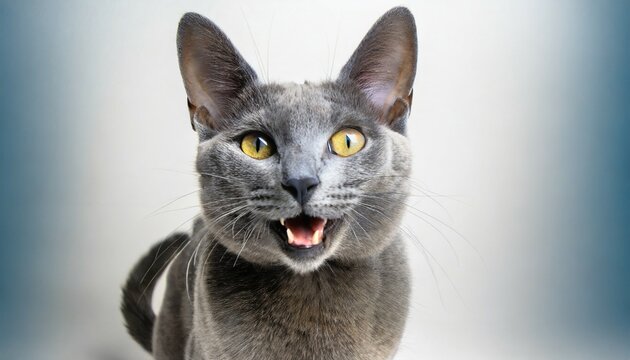 medium shot portrait photography of a happy russian blue cat skulking against a white background with generative ai technology