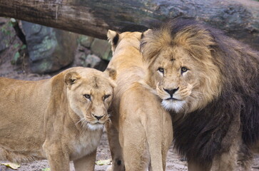 3 Lions in the zoo