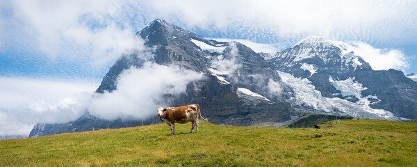 flecked cow at alpine meadow in front of Eiger Northface and Monch mountain, switzerland