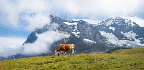 grazing cow at alpine meadow in front of Eiger Northface and Monch mountain, switzerland