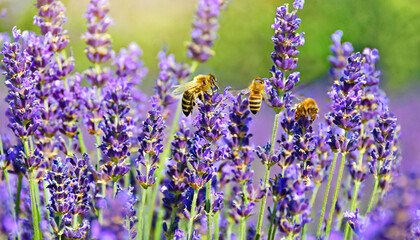 Naklejka premium bees on purple lavender flowers field natural background close up