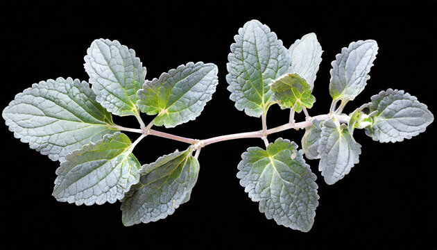 silver spurflower leaves isolated on transparent background plectranthus argentatus png