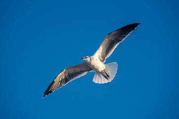 Seagull is flying on the blue sky.