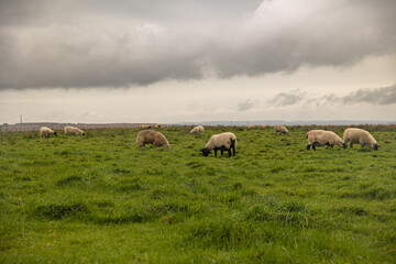 sheep grazing on green meadow with cloudy sky