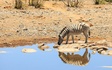 Fototapeta na wymiar Side profile of a common zebra drinking with good water reflection and natural sunlight against a dry bush background