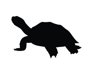 Turtle Silhouette. Turtle Vector Illustration.
