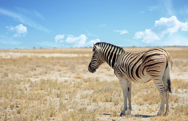 A lone zebra standing on the open empty dry African savannah