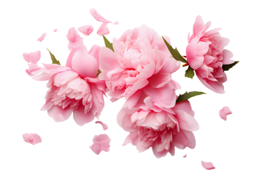 Cut out peony flower isolated on white