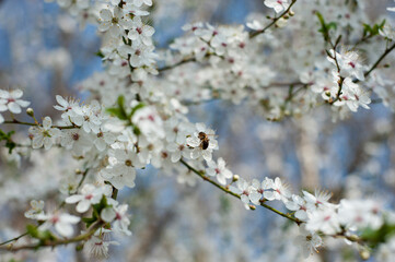 Kirschblüte