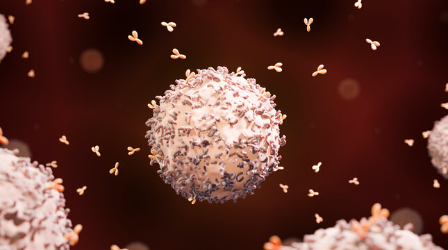 B-cell releasing antibodies