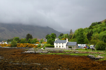Scotland-Broom landscape at Loch Duich near Eilean Donan Castle in the highlands