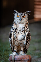 great horned owl