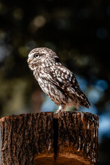 owl