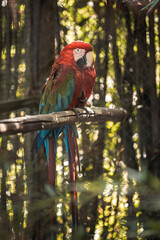red and yellow macaw
