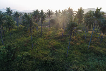 Aerial sunrise morning tropical rain forest coconut palm tree