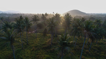 Aerial sunrise morning tropical rain forest coconut palm tree