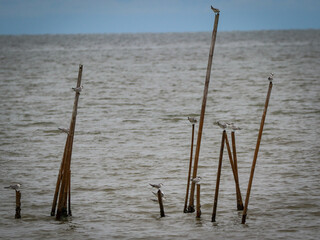 wooden pole with sea bird at sea side during high tide
