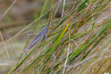Gewöhnliche Nasenschrecke (Acrida ungarica)