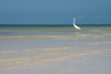 Beautiful white bird on the seashore of Holbox, Mexico