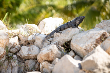 Iguana on a rock surrounded by nature