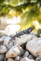 Iguana on a rock surrounded by nature