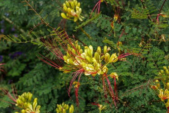 Paradisvogelstrauch (Caesalpinia gilliesii)