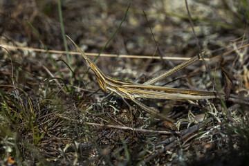 Gewöhnliche Nasenschrecke (Acrida ungarica)