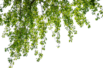 tree branch with green lush foliage in sunshine isolated on transparent background, natural texture overlay decoration of natural leaves