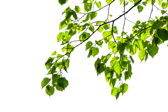 fresh green tree branch with green leaves in sunshine isolated on transparent background, natural lush foliage in spring texture overlay decoration