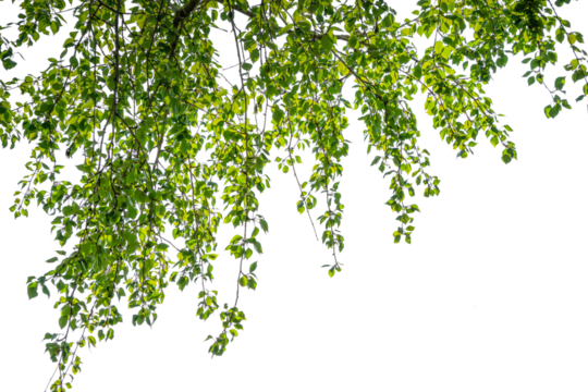 tree branch with green lush foliage in sunshine isolated on transparent background, natural texture overlay decoration of natural leaves