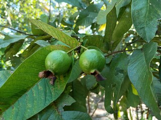 Psidium is a genus of trees and shrubs in the family Myrtaceae. 