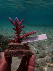 Coral adoption program to protect coral reef ecosystems