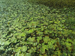 Salvinia minima is a species of aquatic, floating fern that grows on the surface of still...