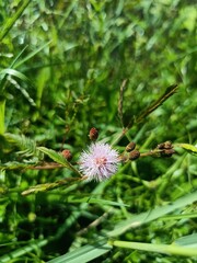 Mimosa pudica is a creeping annual or perennial flowering plant of the pea/legume family Fabaceae.