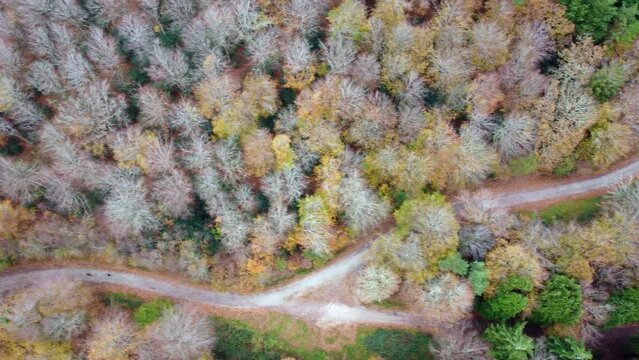 aerial view of idless woods near truro cornwall england uk 