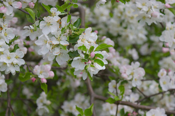 Blossoming apple fruit tree.