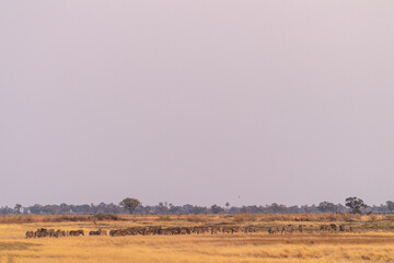 Telephoto shot of a large herd of Burchell's Plains zebras, Equus quagga burchelli, running on the dry lands of the Okavango Delta, Botswana.