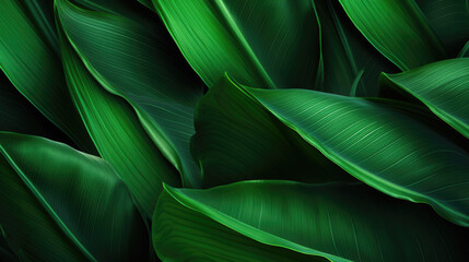  Banana leaves close up. Natural, green, tropical forest leaves background