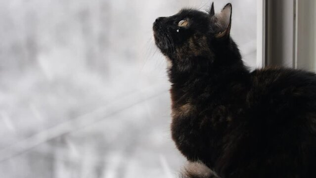 A black cat sits on the windowsill looking at the first falling white snow in the yard.