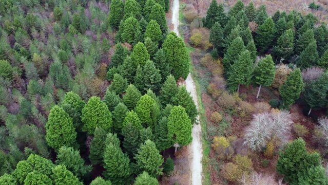 aerial view of idless woods near truro cornwall england uk 