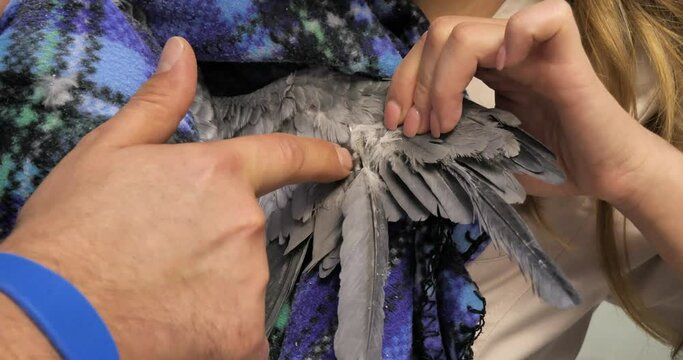 A veterinarian examines the wing of a gray parrot. An assistant carefully holds the parrot in his hands while the doctor examines the bird's injured wing. Parrot treatment concept.