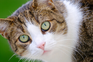 Portrait of a beautiful tabby cat with green eyes and pink nose outdoors on green background, close...