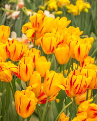 Bright yellow beautiful flowers tulips