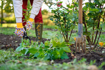 Woman using pruning shears to cut back dahlia plant foliage before digging up the tubers for winter...