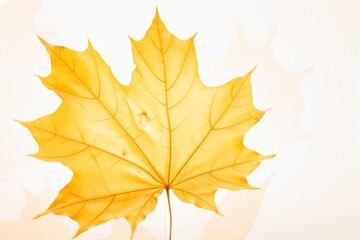 Stunning Close-Up: The Vibrant Beauty of a Yellow Maple Leaf Isolated Generative AI