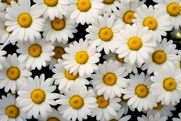 Sun-kissed Meadow: Captivating Display of Vibrant Yellow and Pure White Daisies Generative AI