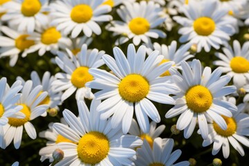 Uncover the Unrivaled Beauty: Vibrant Yellow & White Daisy Field in Full Bloom Generative AI