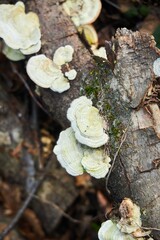 Forest tree mushrooms have grown on the trunk of a tree. Wild plants.