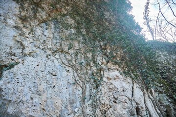 Forest landscape in late autumn or early spring. Rocks covered with mosses and roots. Trees in a mountainous area.